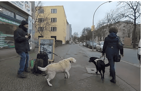 A guide dog team being harassed by a white Labrador walking down a sidewalk