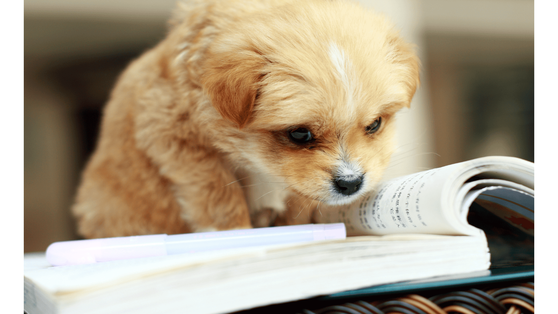 A young dog studying an opening book.